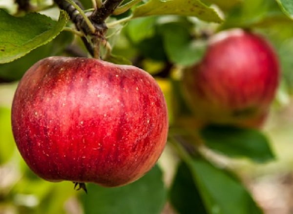 تصویر 3 از سیب درختی مشهد ارگانیک و طبیعی