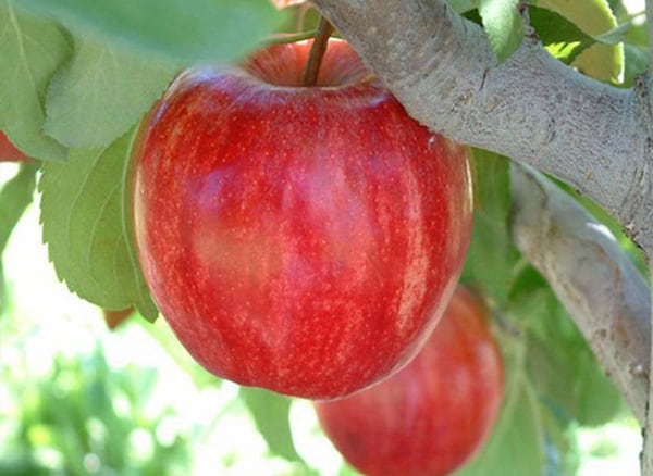 تصویر 3 از سیب درختی ارومیه درجه یک و ممتاز