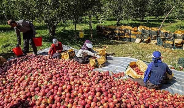 تصویر 2 از سیب درختی قرمز با بسته‌ بندی بهداشتی