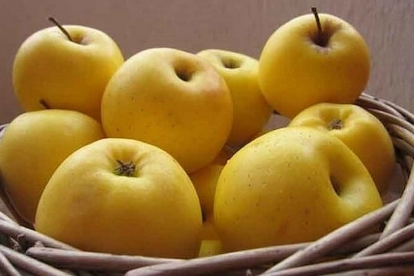 تصویر 2 از سیب درختی زرد سالم و طبیعی