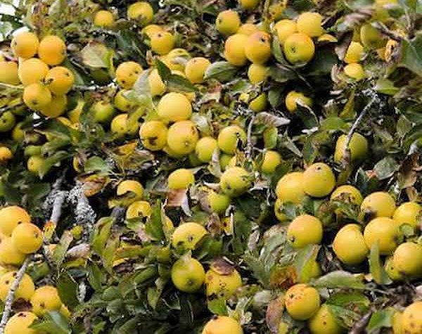 تصویر 4 از سیب درختی زرد سالم و طبیعی
