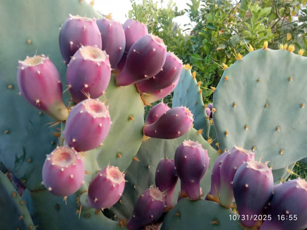 خریدمیوه کاکتوس انگلمانی عمده + قیمت میوه کاکتوس درشت