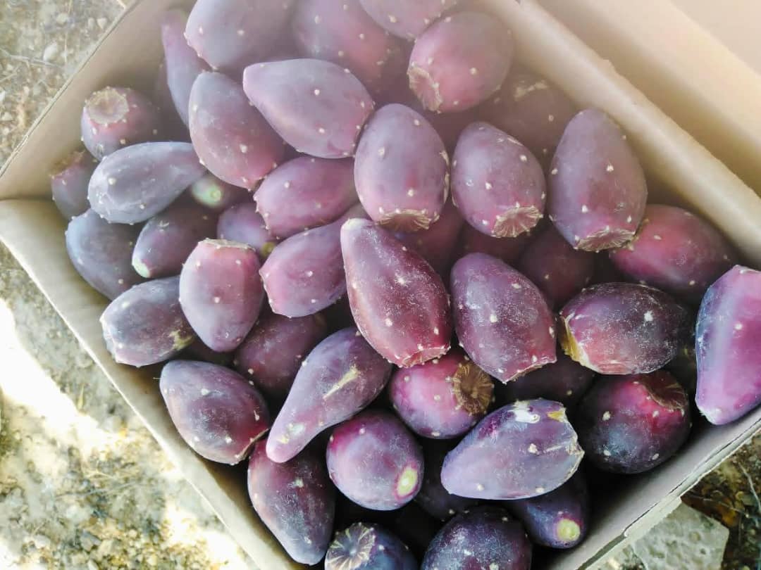 تصویر 4 از خریدمیوه کاکتوس انگلمانی عمده + قیمت میوه کاکتوس درشت