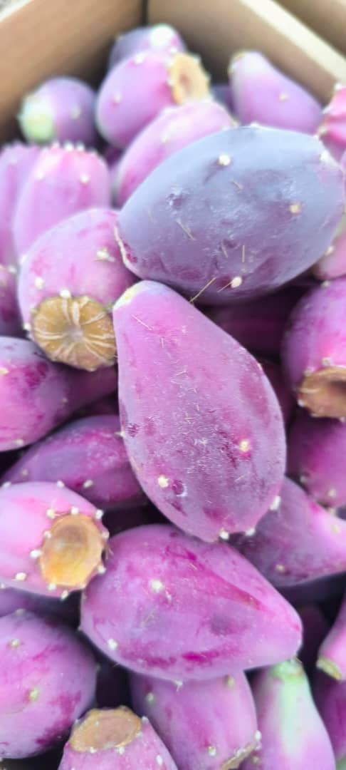 تصویر 5 از خریدمیوه کاکتوس انگلمانی عمده + قیمت میوه کاکتوس درشت