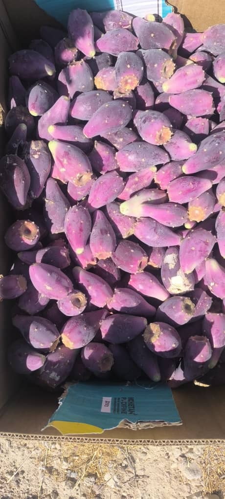 تصویر 1 از خریدمیوه کاکتوس انگلمانی عمده + قیمت میوه کاکتوس درشت