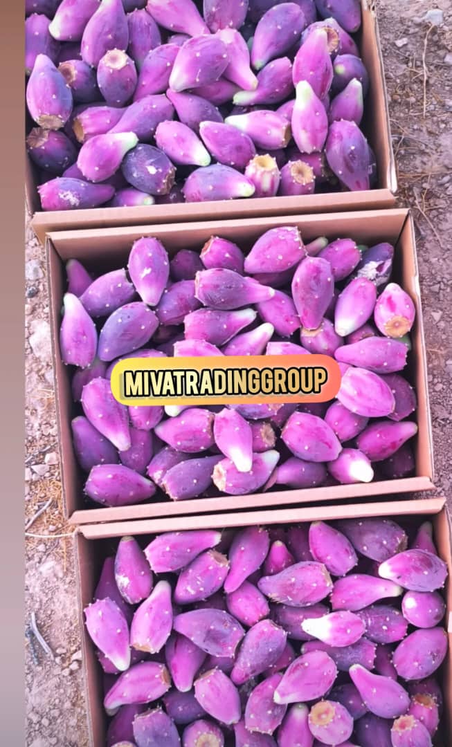 تصویر 3 از خریدمیوه کاکتوس انگلمانی عمده + قیمت میوه کاکتوس درشت