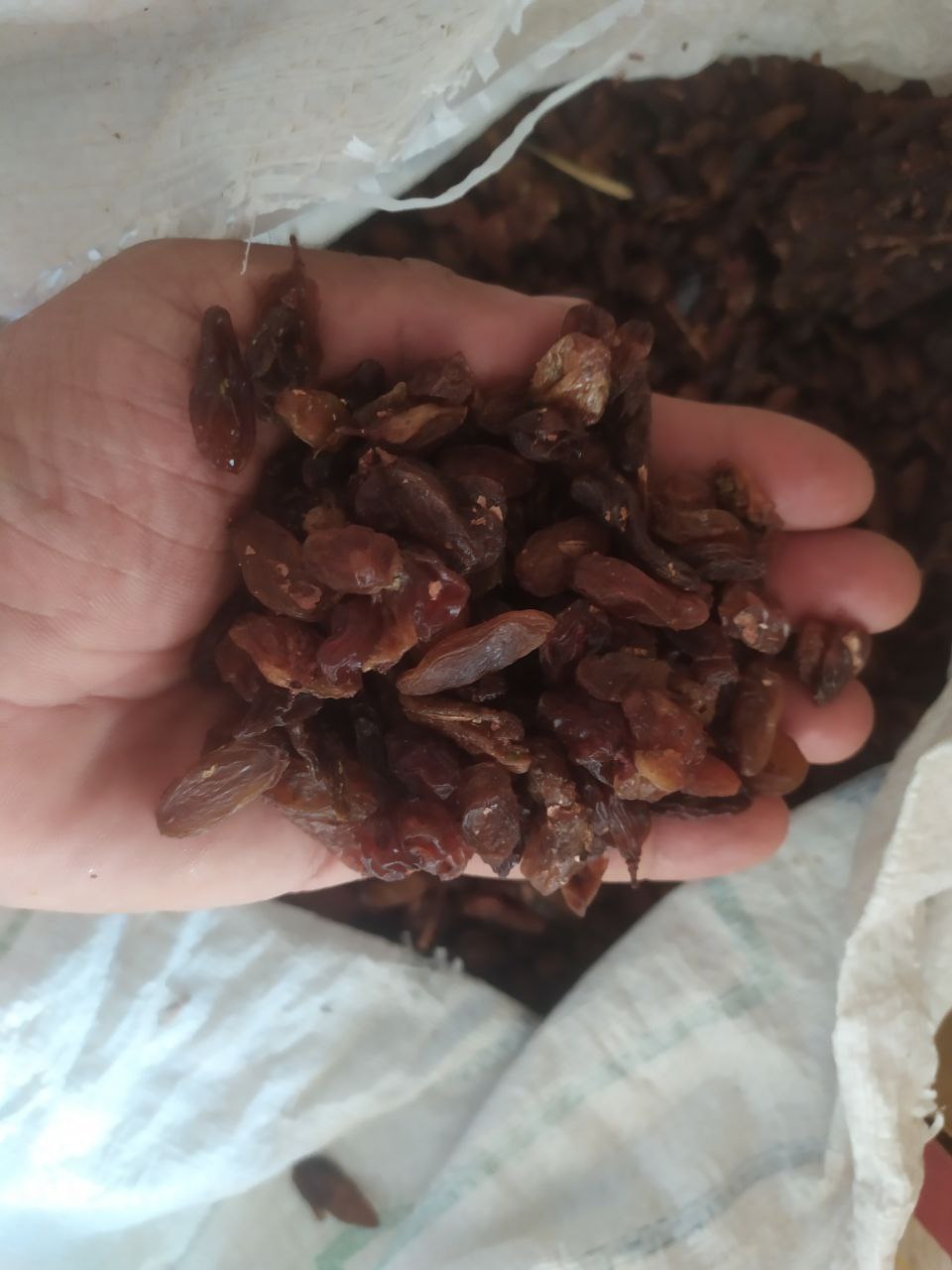 تصویر 1 از کشمش آبگیری کاشمر سالار ممتاز