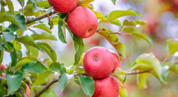 تصویر 4 از سیب درختی اعلاء انتخابی شیک برای پذیرایی