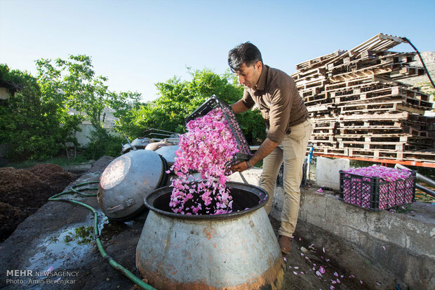 تصویر 3 از گلاب قمصر تازه با عطری خوش و درصد اسانس عالی