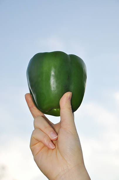 انواع فلفل دلمه چهار پر با دوام و ماندگاری بالا