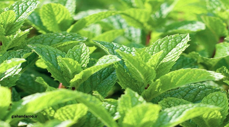 تصویر 3 از خرید نعناع فلفلی برگ صادراتی با کیفیت ممتاز و عطر تند طبیعی