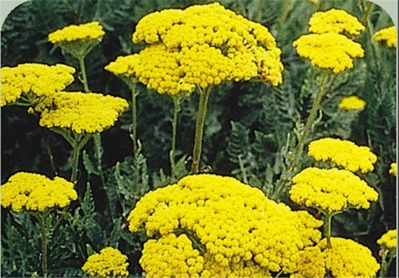 تصویر 4 از خرید و فروش بومادران ارگانیک + برند روناکو