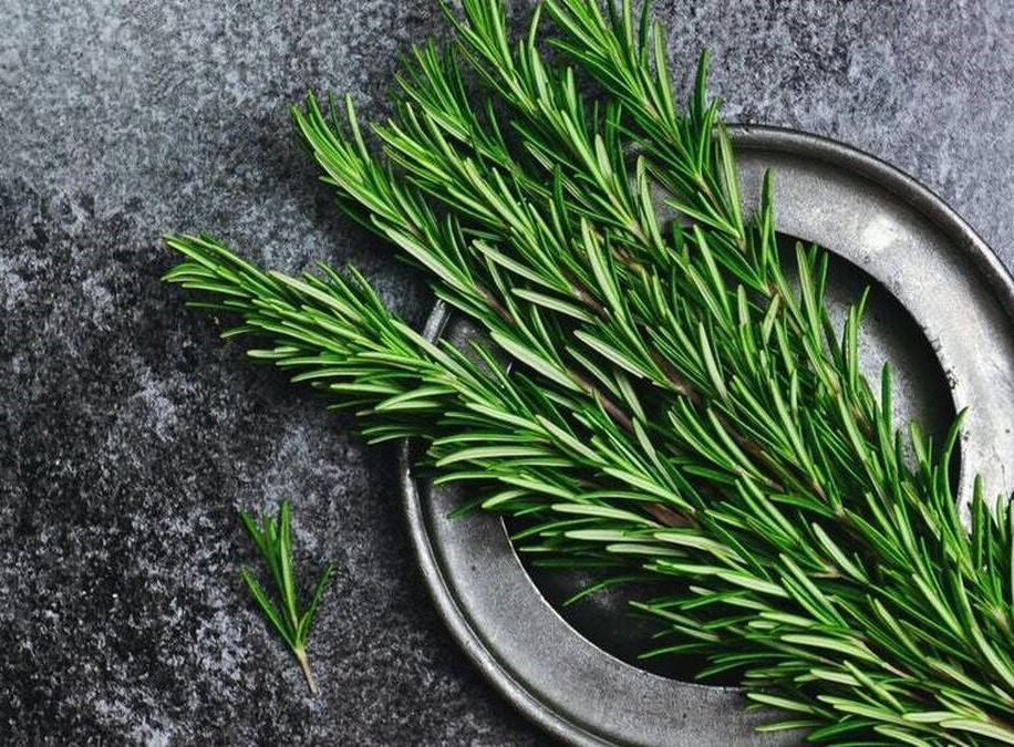 تصویر 1 از فروش و خرید رزماری با کیفیت برتر + برند روناکو