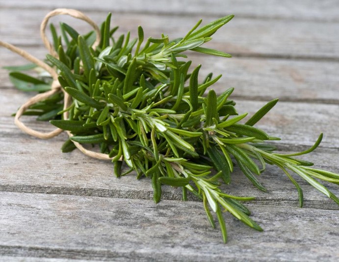 تصویر 2 از فروش و خرید رزماری با کیفیت برتر + برند روناکو