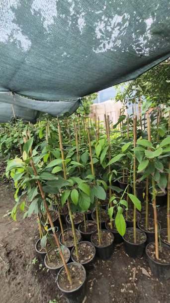 تصویر 2 از فروش فوق العاده نهال آووکادو پیوندی یکساله + مشاوره کشت از تولید تا برداشت