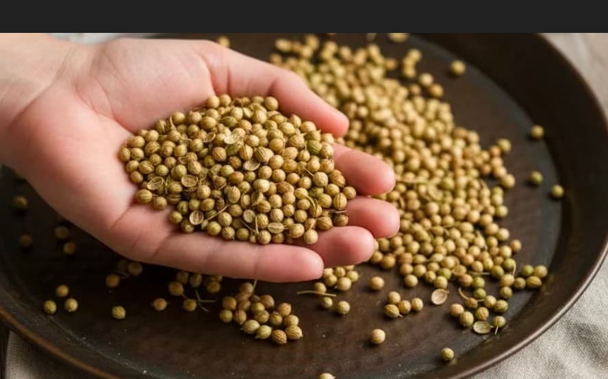 تصویر 1 از صادرات تخم گشنیز به دبی export Iran coriander