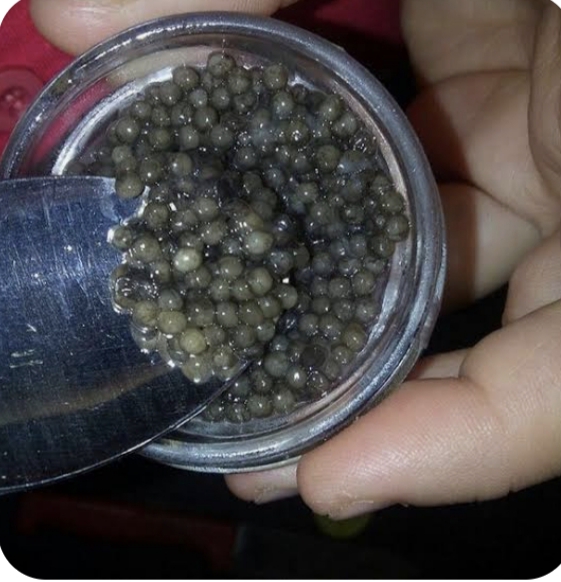 فواید و خواص خاویار