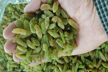 کشمش سبز آفتابی بدون هسته شهد دار