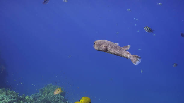 تصویر 5 از خوراک ماهی کیلکا در تغذیه طبیعی دریایی