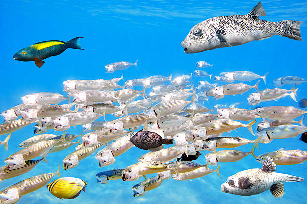 تصویر 4 از خوراک ماهی کیلکا در تغذیه طبیعی دریایی