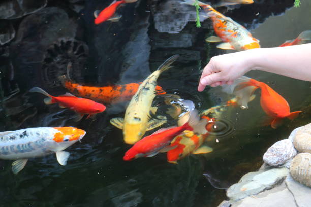 تصویر 4 از خوراک ماهی کپور در سیستم تغذیه کنترل‌ شده استخر ها