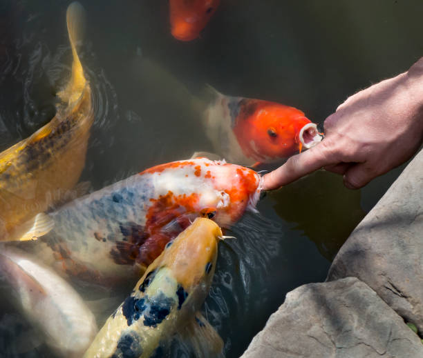 تصویر 1 از خوراک ماهی کپور در سیستم تغذیه کنترل‌ شده استخر ها