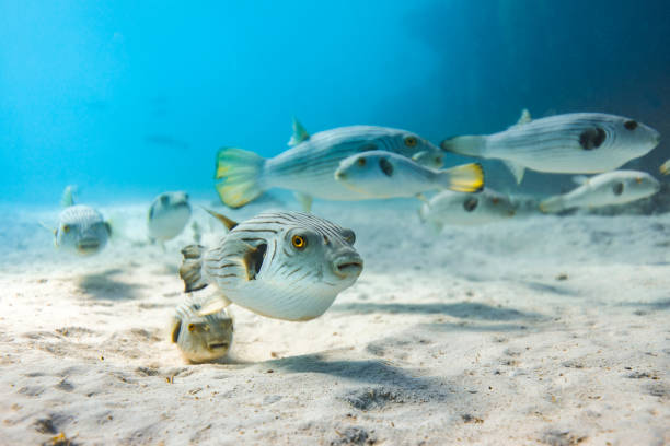 تصویر 2 از خوراک ماهی سفید در شرایط پرورش طبیعی