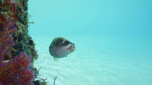 تصویر 1 از خوراک ماهی سفید در شرایط پرورش طبیعی