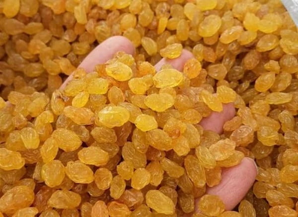 تصویر 2 از کشمش گلدن طلایی و خوش‌طعم با کیفیت ممتاز