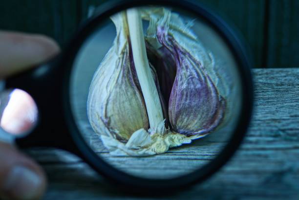 تصویر 1 از سیر سفید و ارگانیک با خواص آنتی‌ اکسیدانی بالا