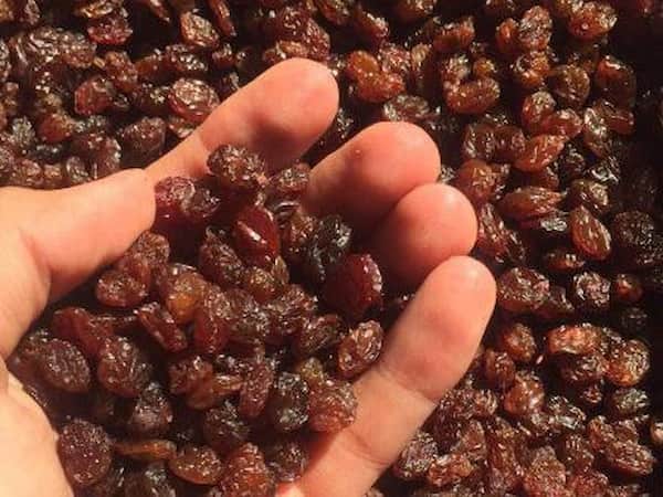 تصویر 1 از کشمش آفتابی طبیعی با طعم شیرین برای مصرف روزانه