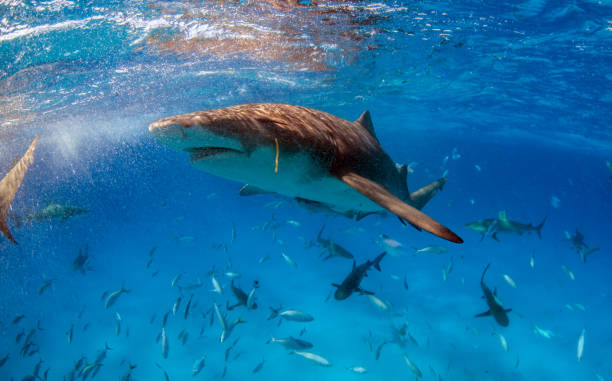 تصویر 2 از خوراک ماهی سبلان با منابع غذایی خاص
