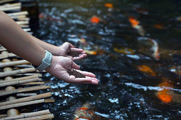 تصویر 4 از خوراک ماهی سبلان با منابع غذایی خاص