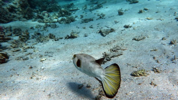 تصویر 2 از خوراک ماهی بتا تنظیم رژیم غذایی گونه‌ های زینتی