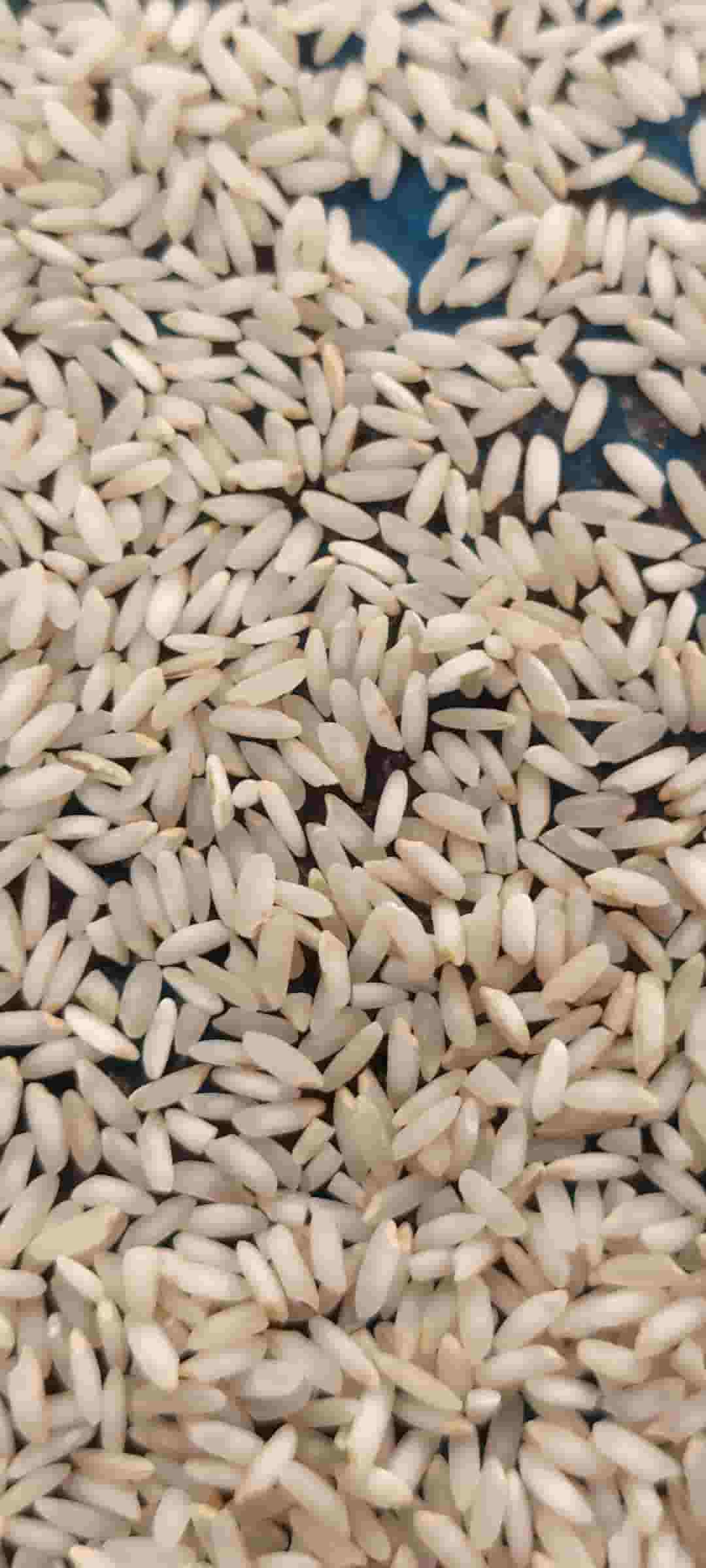 تصویر 5 از قیمت خرید برنج عنبر بو درجه یک خوزستان