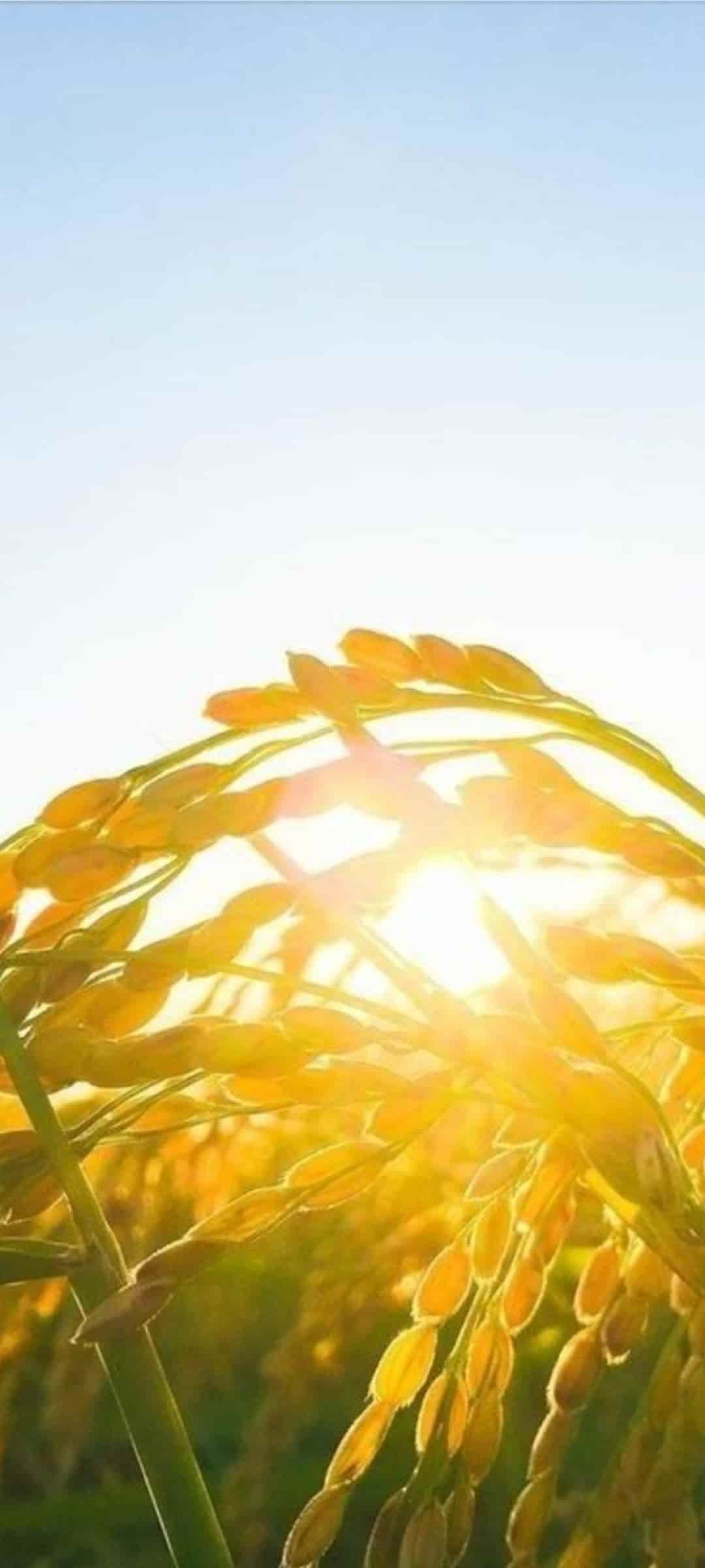 تصویر 1 از قیمت برنج عنبر بوی درجه یک شوشتر