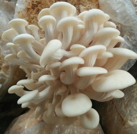 تصویر 4 از قارچ صدفی تولید گلخانه‌ ای درجه یک