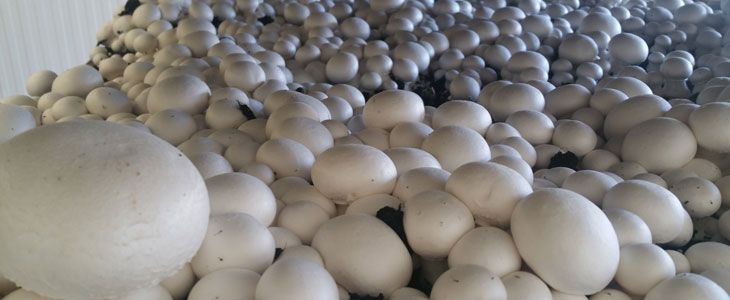 تصویر 4 از قارچ بسته بندی مخصوص پخت ‌و ‌پز سالم