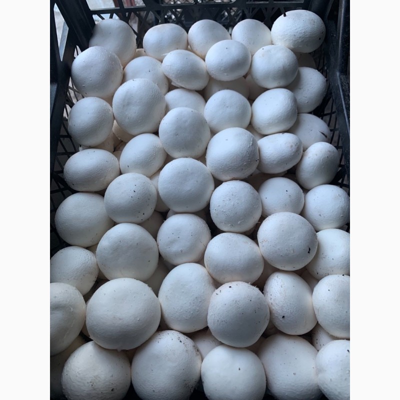 تصویر 1 از قارچ بسته بندی مخصوص پخت ‌و ‌پز سالم