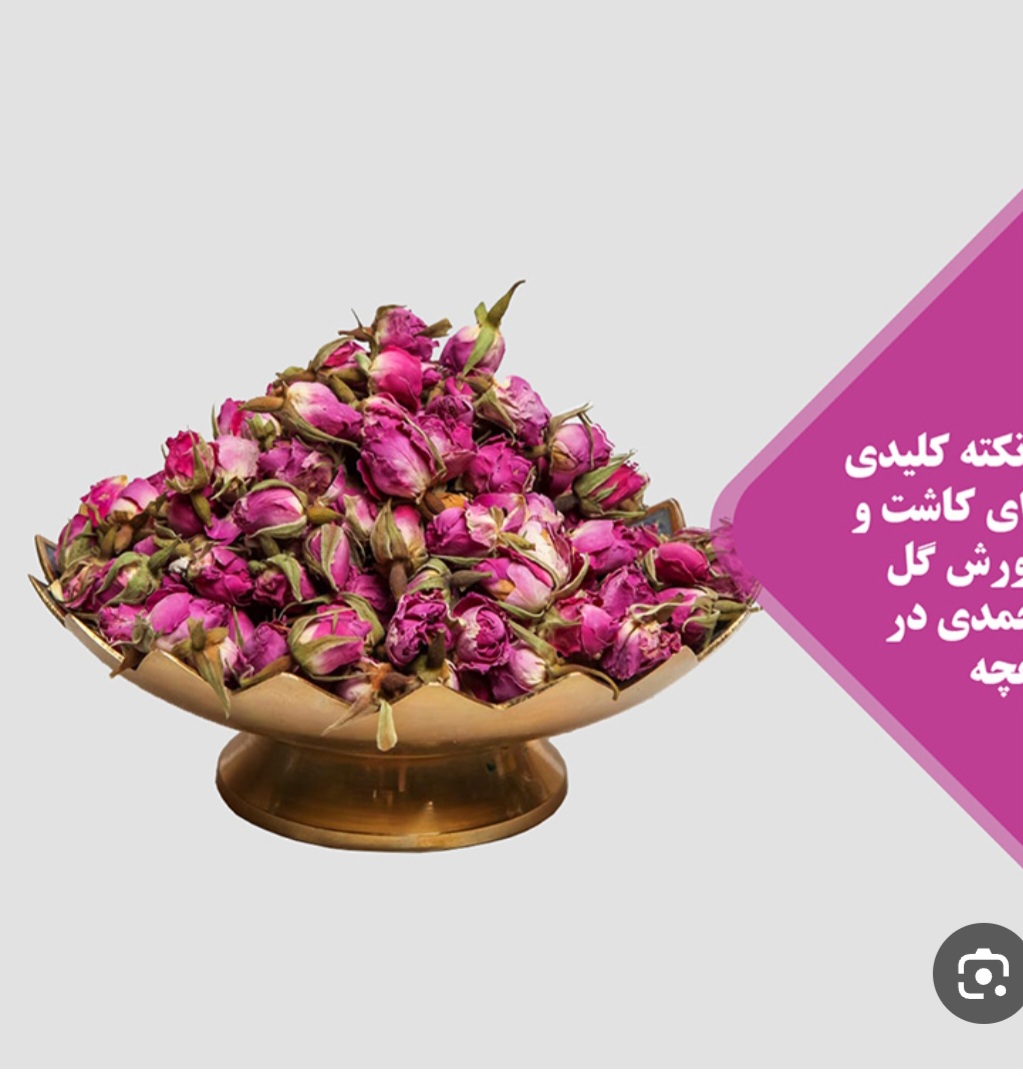 خرید مستقیم غنچه گل محمدی از باغدار بدون از واسطه