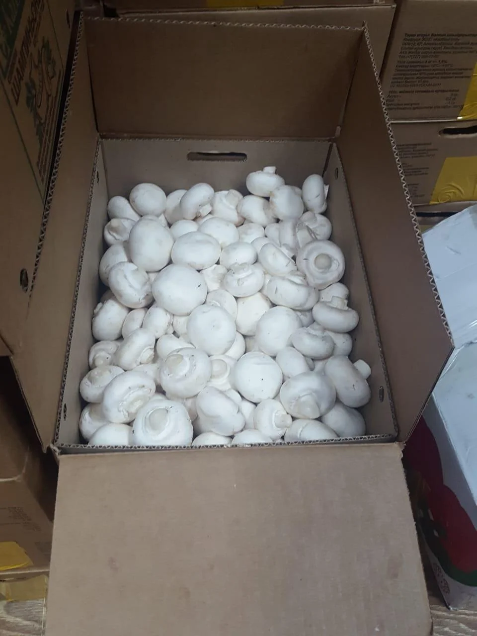 تصویر 4 از قارچ دکمه ای سفید خوراکی تازه ارگانیک