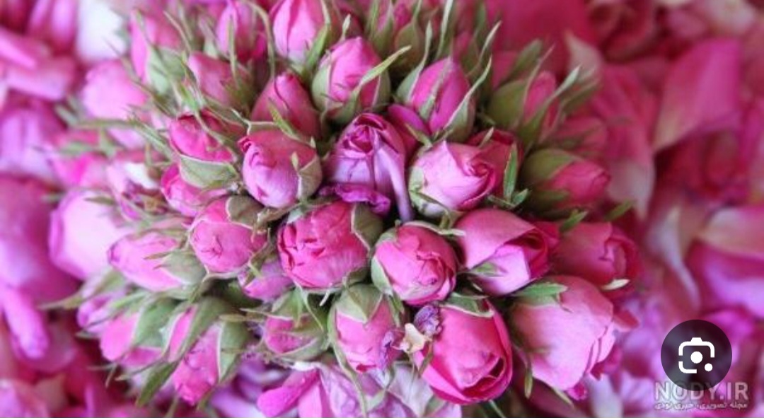 قیمت غنچه گل محمدی برای بازارهای داخلی و خارجی