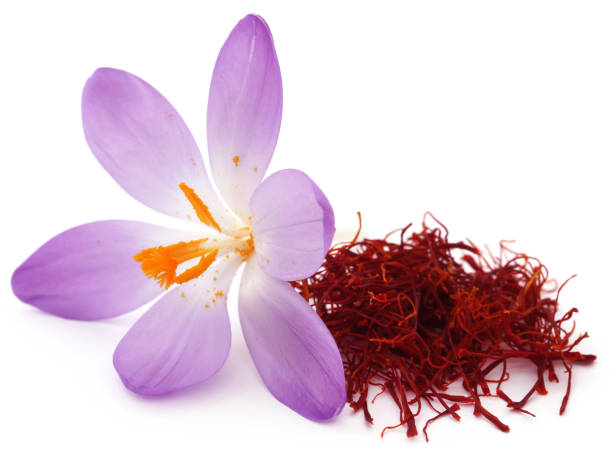 زعفران سحرخیز مشهد مناسب صادرات به کشور های مختلف