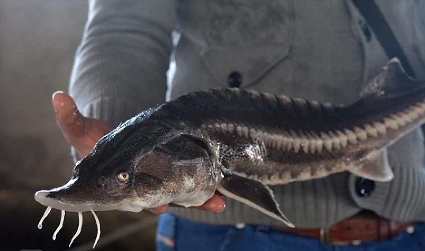 تصویر 1 از ماهی خاویار پرورشی تازه آماده طبخ