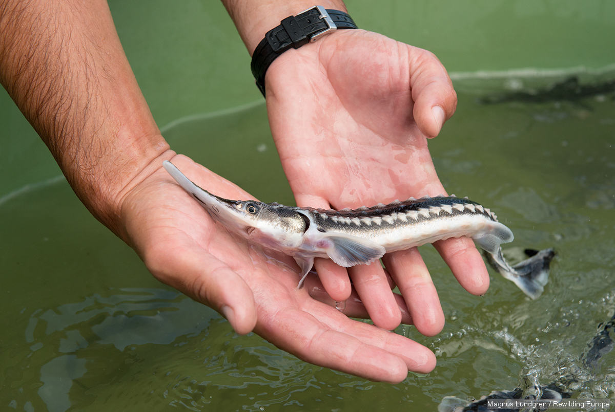 ماهی خاویار