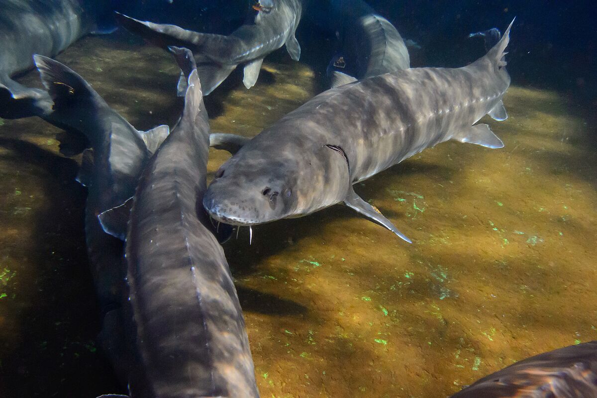 قیمت ماهی خاویار