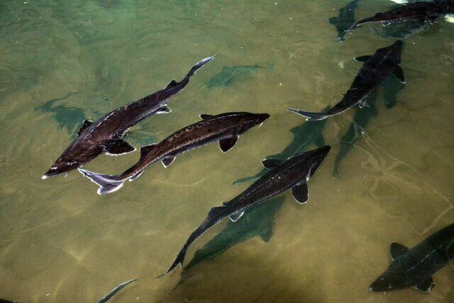 فروش ماهی خاویار