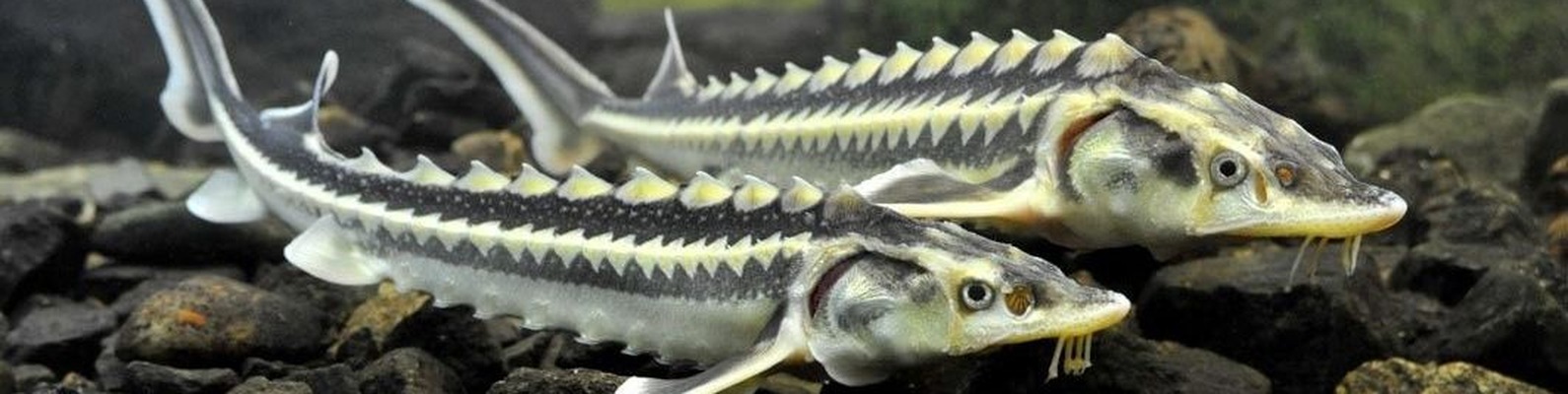 تصویر 4 از ماهی خاویار پرورشی تازه آماده طبخ