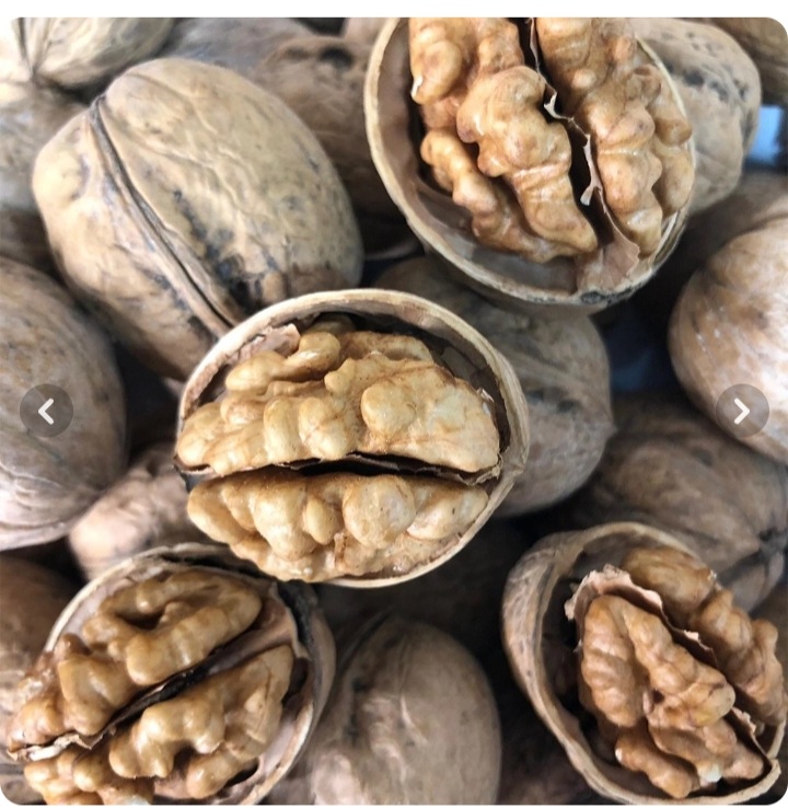 خرید عمده گردوی بلغاری با فیبر بالا + فروش عمده