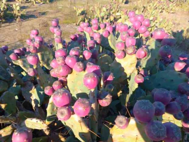 تصویر 4 از تولید و فروش مستقیم میوه کاکتوس صادراتی درجه یک + بسته بندی طبق سفارش مشتریان